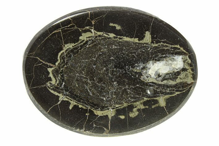 Polished Fish Coprolite (Fossil Poo) Nodule Half - Scotland #282330